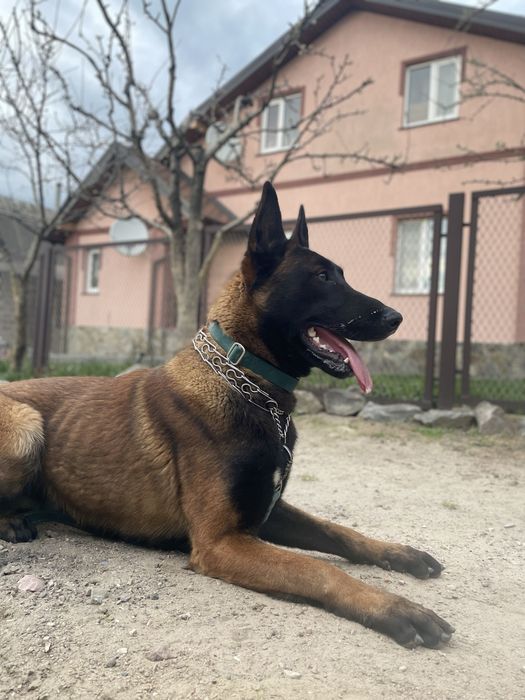 Вʼязка - Малінуа Бельгійська вівчарка