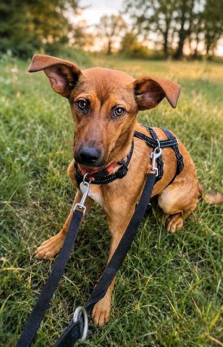 JODA, cão macho de raça mista adotado.