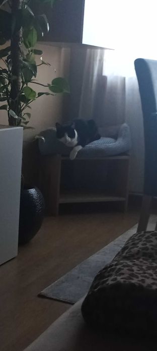 Gato macho esterelizado