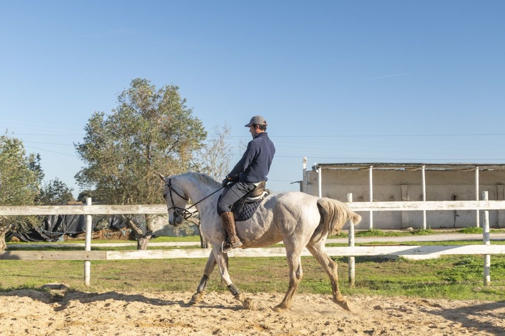 Egua Luso-Anglo montada, bom carácter