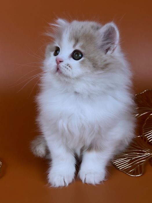 Шотландське кошеня.