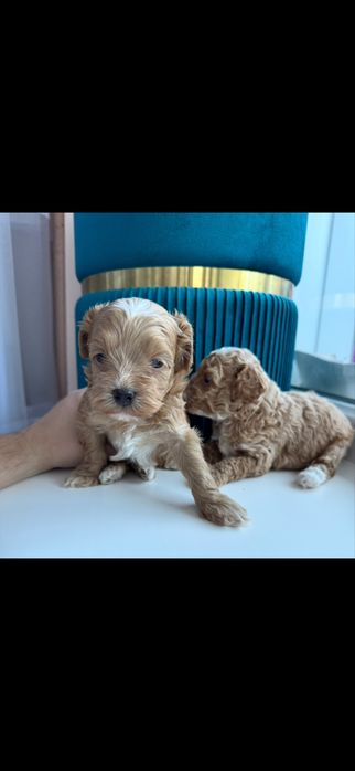 Мальтіпу дівчатка