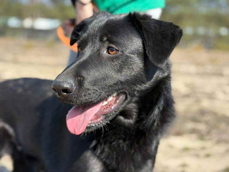 Loca ,sunia w typie Labrador szuka domu.