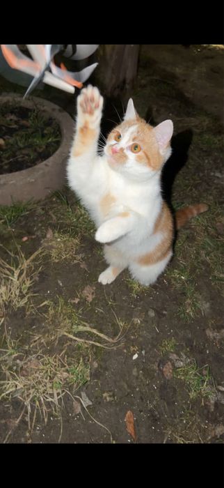 Коти мріють про домівку