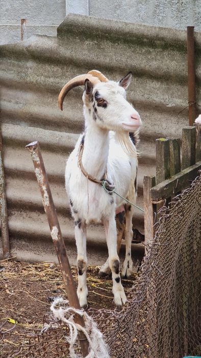 Коза Дійна 5 років