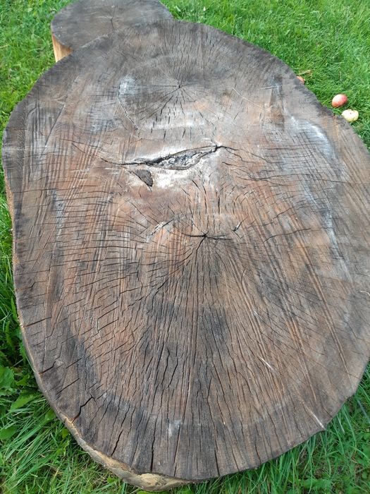 Pniaki topola osika olcha grube 2 zł za 1cm średnicy