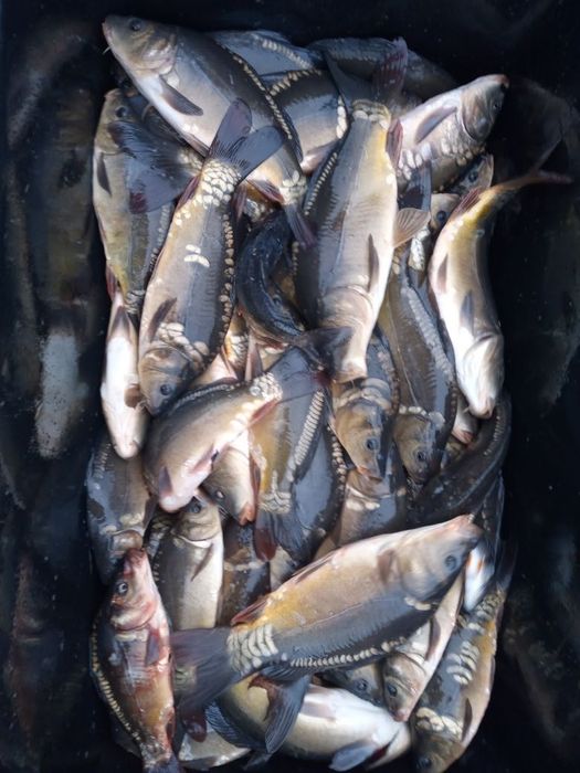 Karp z własnej hodowli, ekologiczny