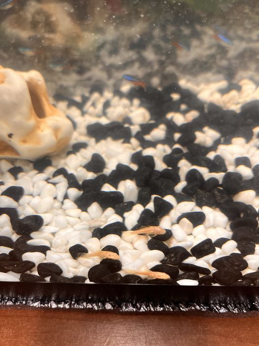 Акваріумні Соми Анцитрус