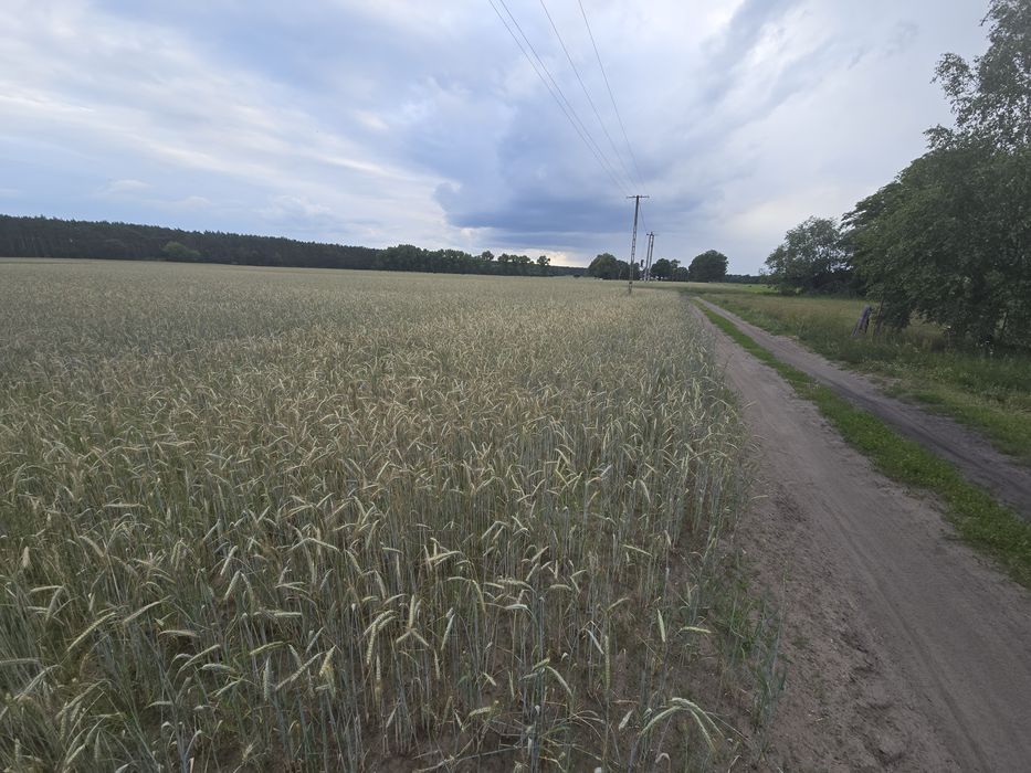 Działki budowlane z warunkami zabudowy.