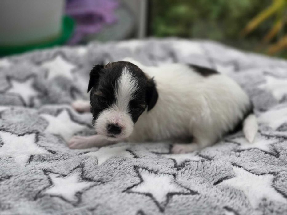 Spaniel kontynentalny miniaturowy, phalene (nie papillon), suczka, ZKwP, continental toy spaniel, FCI