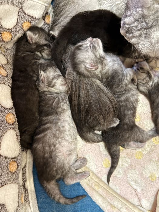 Maine Coon pręgowana dziewczynka GOOD AFTERNOON | rodowód FPL