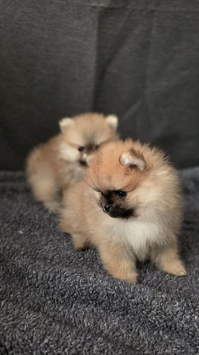 Szpic miniaturowy pomeranian