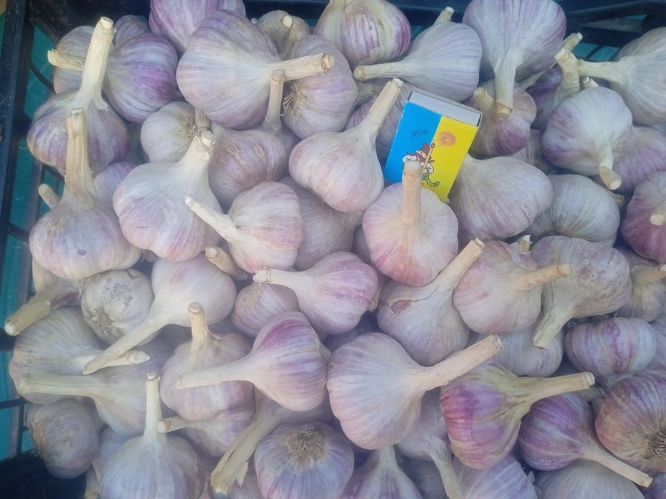 Продам зимовий часник