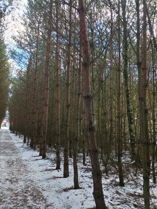 Drzewo sosnowe, tyczki, stemple budowlane do wlasnej wycinki