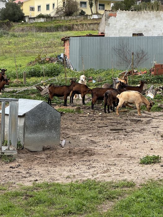 Rebanho de Cabras  prenhas