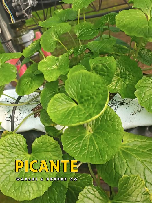 Wasabi Fresco (Rizoma Japonês)