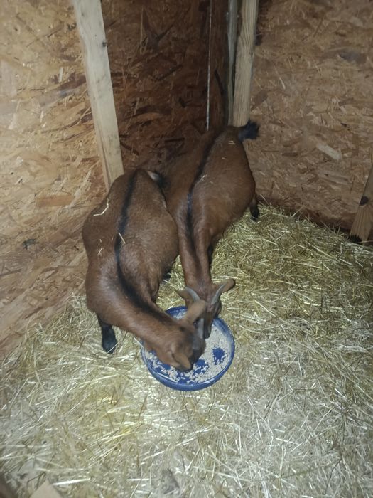 Cabras anãs 2/3 meses