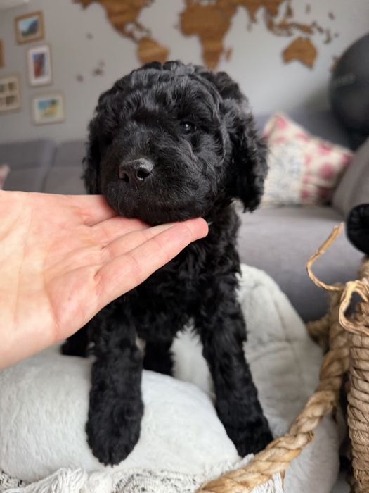 Śliczna suczka GOLDENDOODLE (mocny skręt)