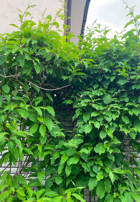 Актинідія делікатесна ківі морозостійкий кущ