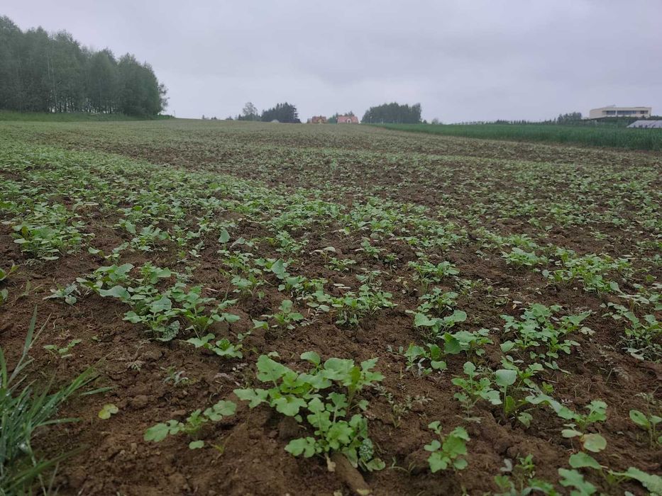 Usługowy siew roślin miododajnych