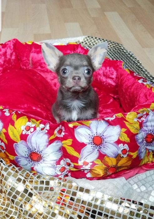 Лиловая девочка мини чихуахуа