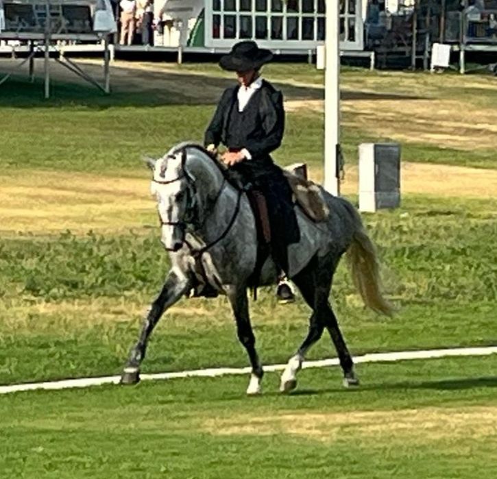 Poldro Lusitano de 4 anos