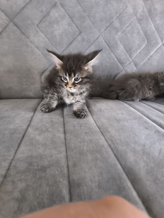 Maine coon kotka