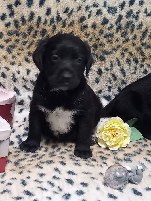 Цуценята лабрадори