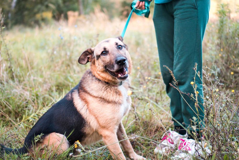 10 letni Potter szuka domu!