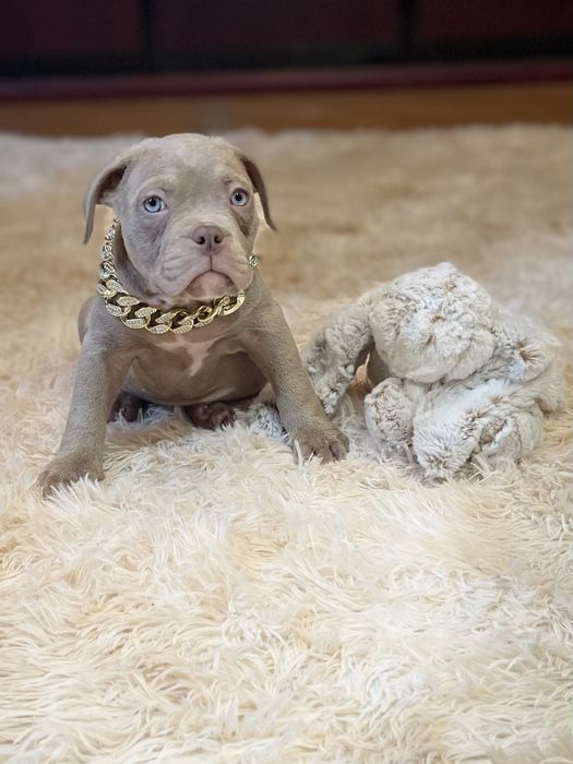 Американський буллі