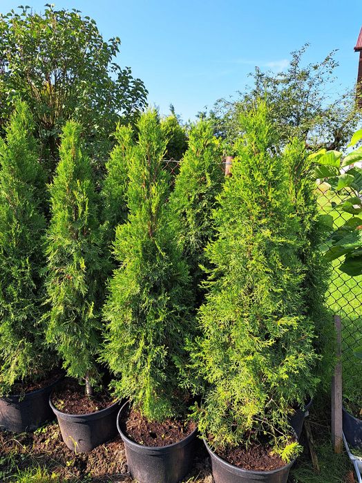 Tuja Szmaragd 150-200cm w donicach 30l