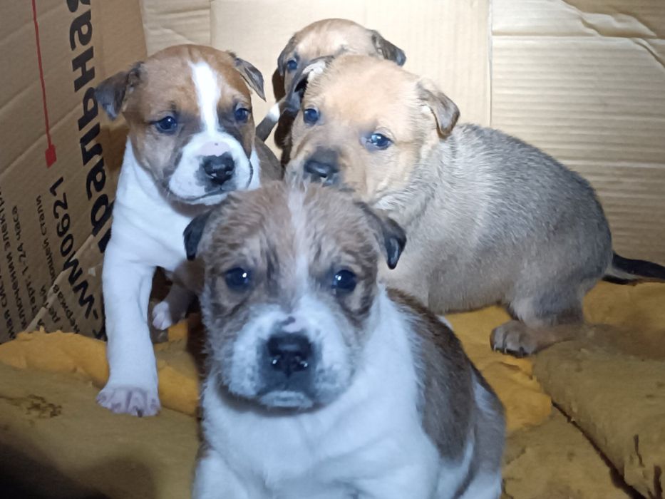 Щенки бесплатно !!!