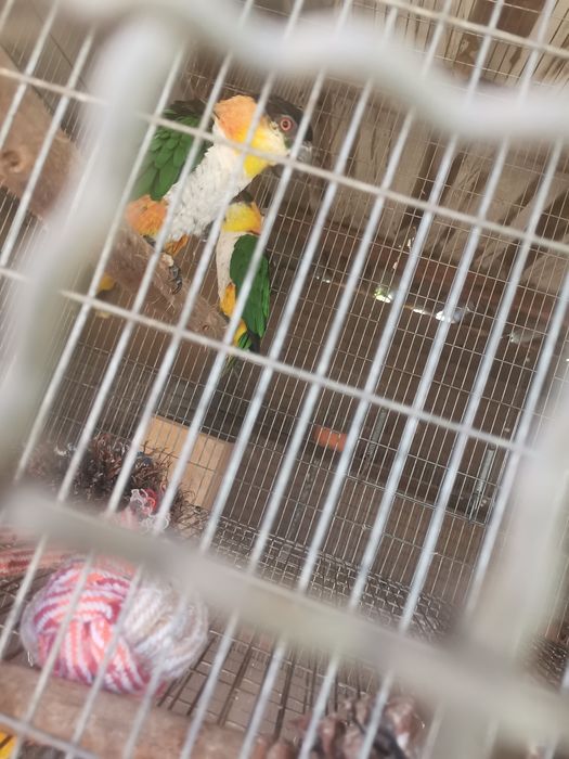 Casal de Marianinhas Cabeça Preta