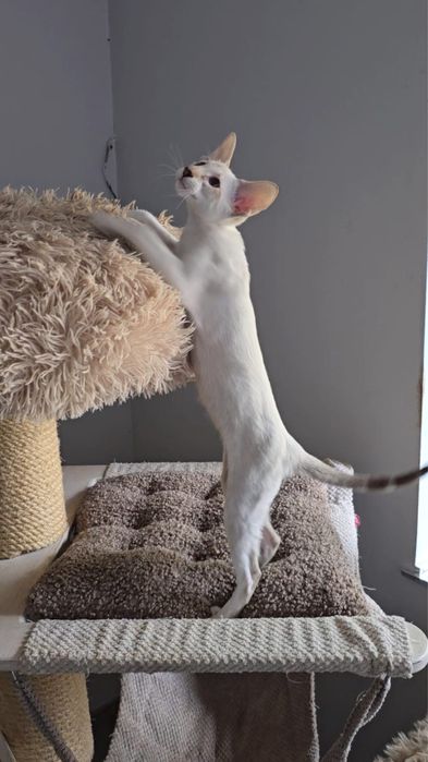 Kotka syjamska orientalna