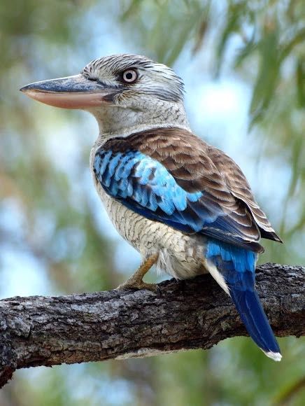 Kukaburra de asa azul