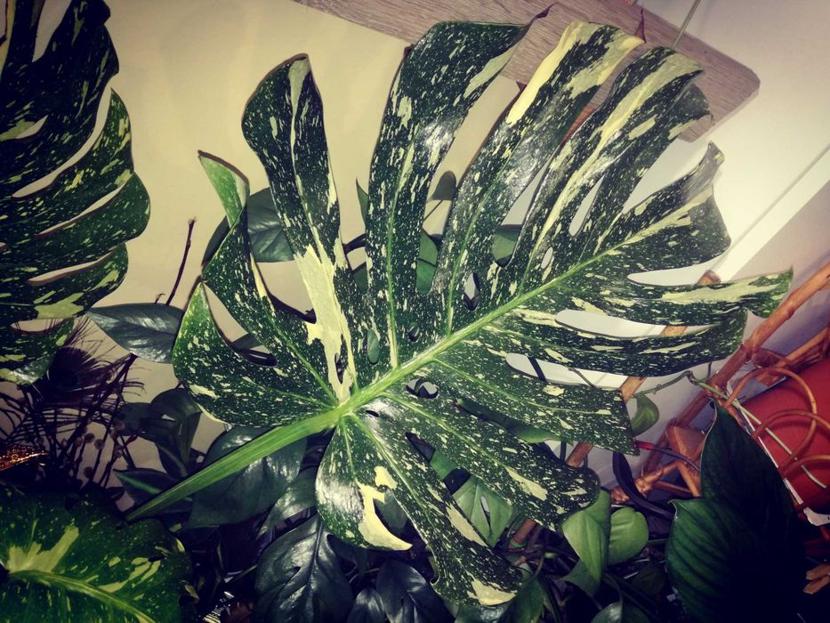 Monstera Thai Constellation Big Form Variegata potwór philodendron
