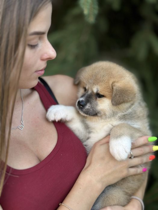 Акіта , акіта іну , японська акіта з міжнародної годівлі FCI