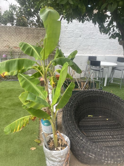Mudas de bananeiras
