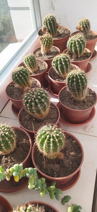 кактус (від 1 см до 10 см) домашній :-) без ГМО :-D