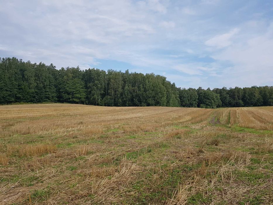 7,4 HA GRUNTU ROLNEGO – HUTA ŻUŁAWSKA – Asfalt – Blisko Elblaga
