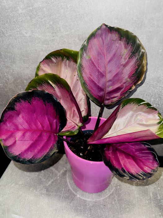 Калатея Кримсон (розі)