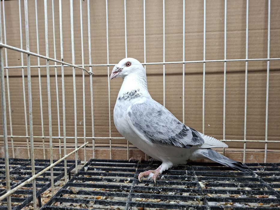 Gołębie Staropolskie