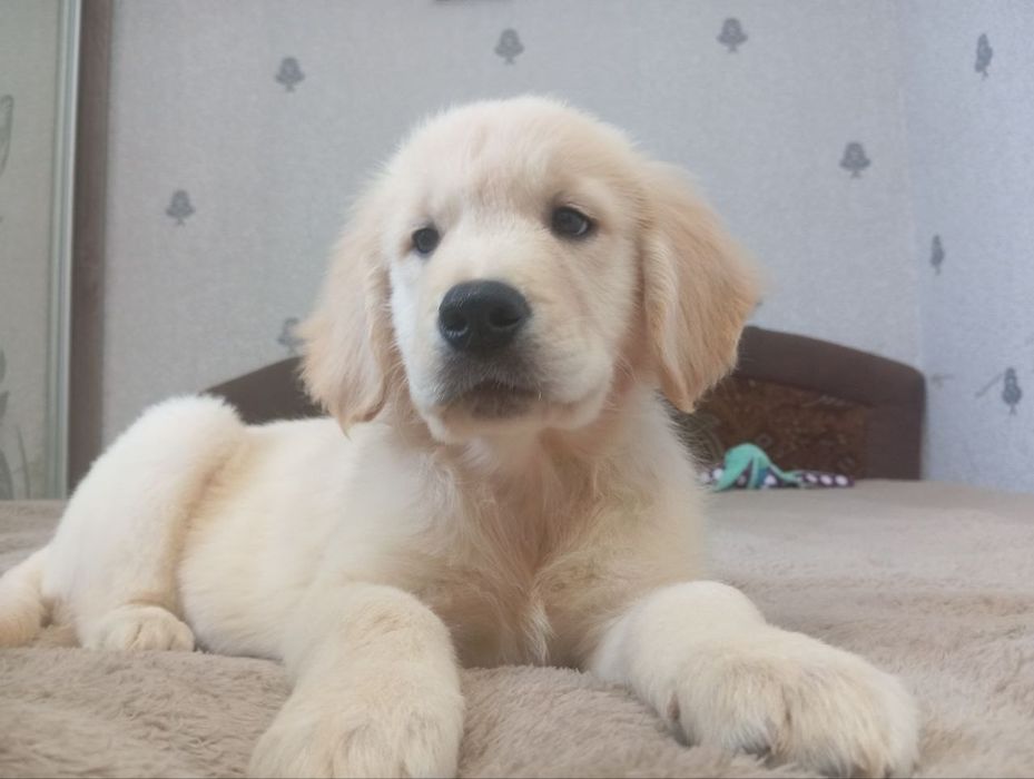 Хлопчик в пошуках родини.