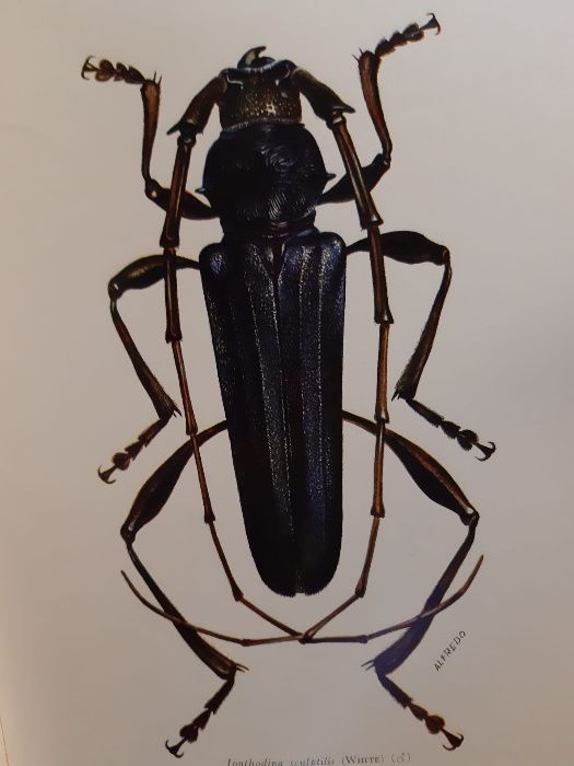 Revista de Entomologia de Moçambique 1964