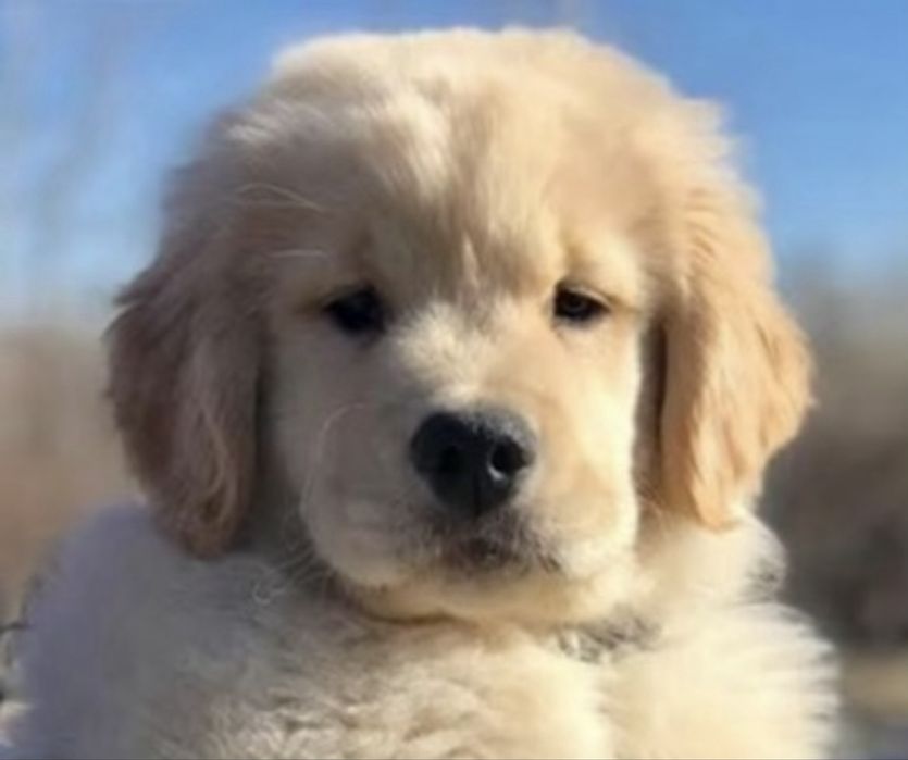 Golden Retriever fantastico