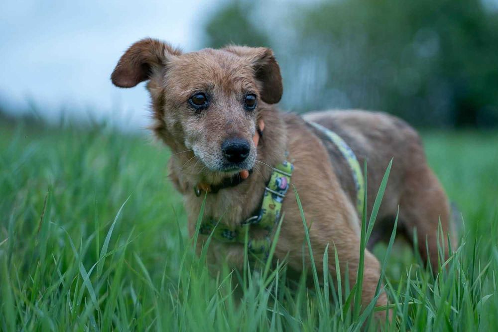 Gucio - uroczy, spokojny psiak szuka kochającego domu - adopcja.