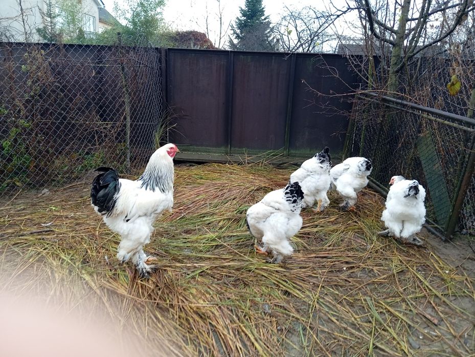 Продається сім'я світлої брами