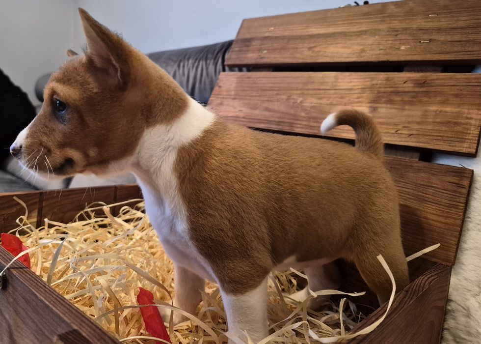 Suczka  rasy Basenji