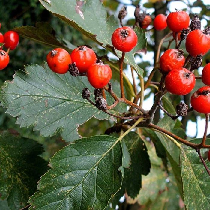 Jarząb szwedzki obwód pnia: 4-6, 6-8,8-10,10-12,12-14  cm.