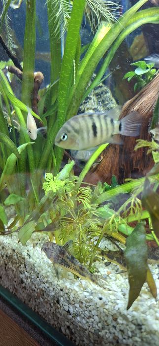 Pielegnica zebra